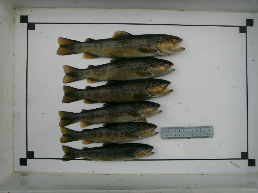05_salmo_trutta_trutta.jpg